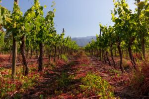 Panoramic view of chilean vineyard. Chilean landscape